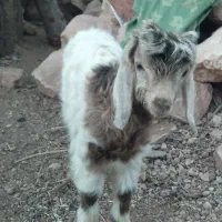 الاغ جوان و ۳ تا بزغاله|حیوانات مزرعه|کوهدشت, |دیوار