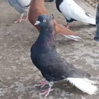 کبوتر نر اشعل چشم نوک سفید