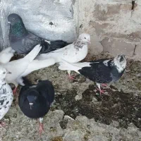 کبوتر فروشی