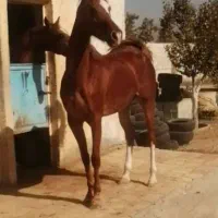 اسب مادیان عرب یکسر 6 دونگ