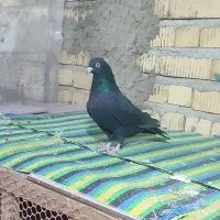 کبوترماده سیاه