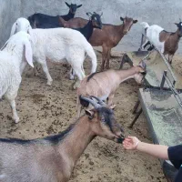 کهره ماده دورگه الپایین و بره دورگه اصف