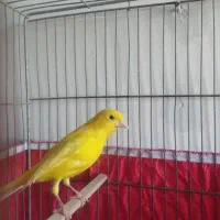 قناری نر قرص لیمویی