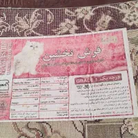 فرش نخشین|فرش|سنندج, |دیوار