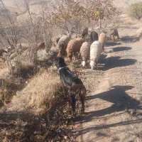 طوله سگ قهدریجان|سگ|بیلوار, |دیوار