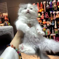 گربه اسکاتیش لانگ هیر