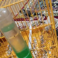 دو عدد سهره بهاره