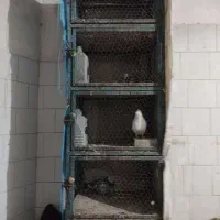 قفس|لوازم جانبی حیوانات|اصفهان, لیمجیر|دیوار