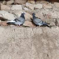 کبوتر پلاکی