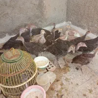 بوقلمون 2ماه و3ماه