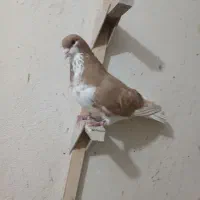 کبوتر گم شده