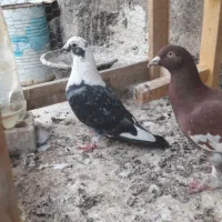 کفتر یهودی قره پولکی