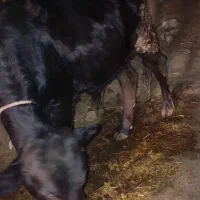 گوساله نر اصل جنس دار|حیوانات مزرعه|آبش احمد, |دیوار