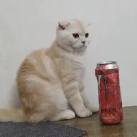 توله گربه اسکاتیش و بریتیش|گربه|تهران, صد دستگاه|دیوار