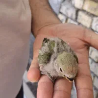 طوطی برزیلی سرلاکی|پرنده|بهبهان, |دیوار