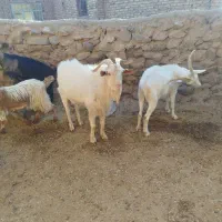 با سلام نربز سانن به فروش می‌رسد قیمت 20میلیون|حیوانات مزرعه|طاغنکوه, |دیوار