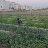 زمین مسکونی زابل آباد،تقی اباد۲۰۰متر  متری ۴میلیون