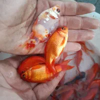 فروش ماهی قرمز (زینتی) گلدفیش شب عید