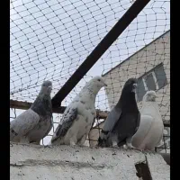 کبوتربارجدیدرسید|پرنده|کوهدشت, |دیوار