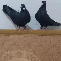 کبوتر سیاه ابادانی