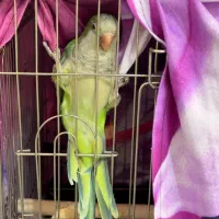 طوطی راهب دستی مست