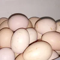 تخم مرغ|حیوانات مزرعه|راز وجرگلان, |دیوار