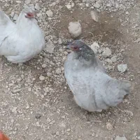 جوجه شش ماهه مینیاتوری