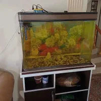 اکواریوم