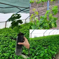 نهال درجه یک ایرانی و خارجی