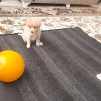 سگ پاکوتاه|سگ|اسفراین, |دیوار