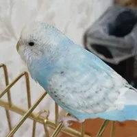 مرغ عشق گمشده