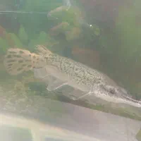 ماهی گار یا الیگیتور 40cm