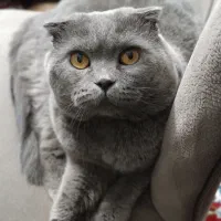 اسکاتیش جفت‌گیری