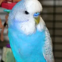 معاوضه مرغ عشق نر با ماده