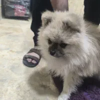 واگذاری سگ پامرانین