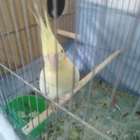 دو جفت عروس هلندی مولد|پرنده|ری, هاشم‌آباد|دیوار