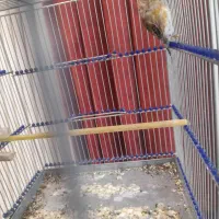 سهره قناری لر خوان دو عدد|پرنده|همدان, |دیوار