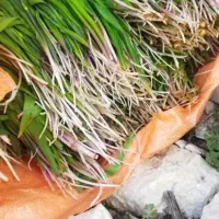 خرید و فروش بن سرخ بوسور