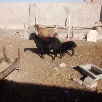 2راس میش زایده با3راس بره اوست|حیوانات مزرعه|نیشابور, مبارکه|دیوار
