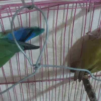 طوطی برزیلی مولد|پرنده|بندر ماهشهر, |دیوار