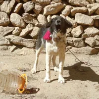 واگزاری توله قدرجونی|سگ|فریدونشهر, |دیوار