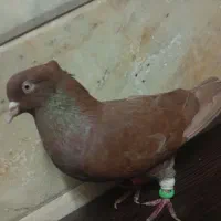 کفتر فروشی و معاوضه با مرغ خروس جوجه