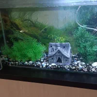 اکواریوم،تسویه،پمپ