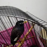 مینا فروشی|پرنده|شهریار, شهرک وائین|دیوار