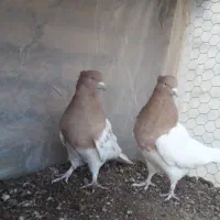 ۲ جفت کفتر رنگی|پرنده|آباده, |دیوار