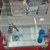 سلام سهره نریک ساله