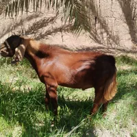 نری فروشی