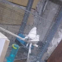 عروس هلندی آلبینو فروش و معاوضه|پرنده|کرج, خرمدشت|دیوار