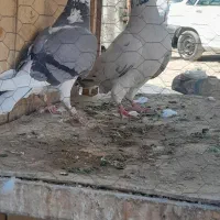 دوتا کفتر پلاکی نر و ماده