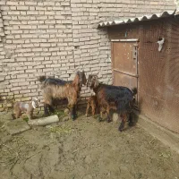 دوعدد تیر ب با بیگ|حیوانات مزرعه|دزفول, |دیوار